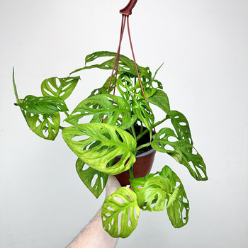 Monstera Obliqua Monkey Mask P17 wisząca