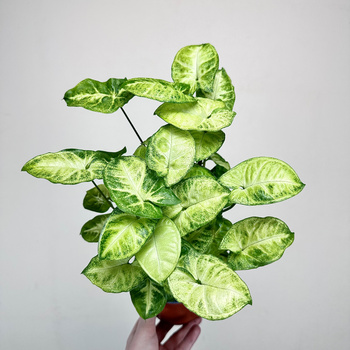 Syngonium Pixie Zroślicha P12