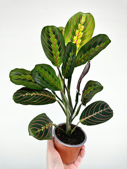 Maranta Leuconeura Fascinator Tricolor P9