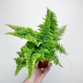 Paproć Nephrolepis Exaltata Marissa P9