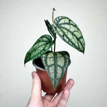 Piper sylvaticum Pieprz P9