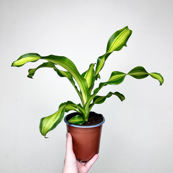 Dracaena Fragrans Charley Dracena Wonna P14