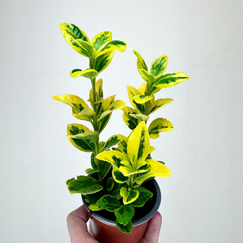 Trzmielina Euonymus zółto-zielona