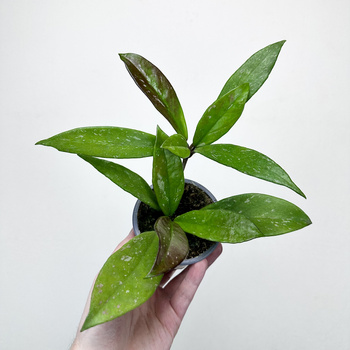 Hoya pubicalyx Hoja P9