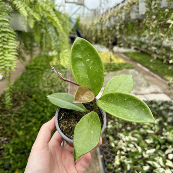Hoya Majic Hoja P9