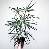 Schefflera Dizygotheca elegantissima Szeflera Dizygoteka P11