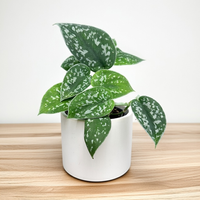 Scindapsus Pictus Argyraeus Scindapsus pstry P7