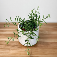 Aeschynanthus Green Star Eszynanthus P9