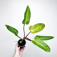 Philodendron Painted Lady Filodendron P9