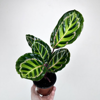 Calathea roseopicta Illustris Kalatea