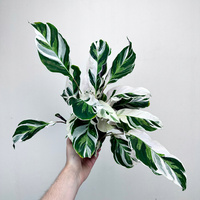 Calathea White Fusion Kalatea P11