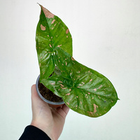 Syngonium Pink Splash Allusion Zroślicha P9