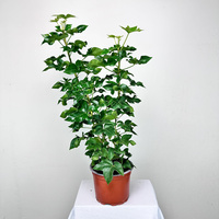 Fatshedera Zielona Fatsjobluszcz P17