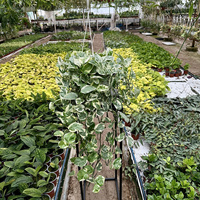 Epipremnum Pearls and Jade | White Panther P19 wisząca