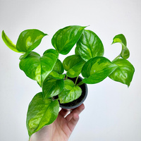 Epipremnum pinnatum Global Green P9