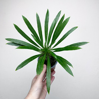 Pachypodium lamerei palma Madagaskaru P9