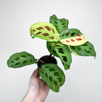 Maranta kerchoveana Variegata P9