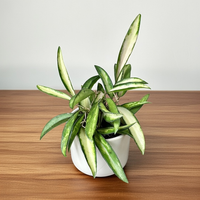 Hoya wayetii Tricolor Hoja P6