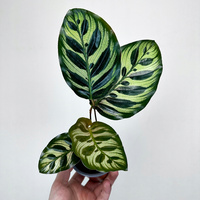 Calathea Makoyana Kalatea Makoya P9