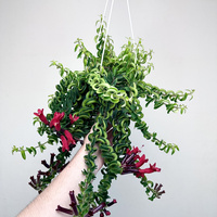 Aeschynanthus Twister Eszynanthus P15 wisząca