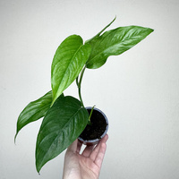 Monstera obliqua Suriname P9