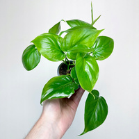 Philodendron Scandens Filodendron Pnący