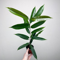 Ficus Amstel King Fikus binnendijkii P9