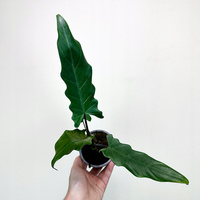 Alokazja Alocasia Lauterbachiana