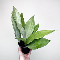 Sansewieria Moonshine Sansevieria trifasciata P12