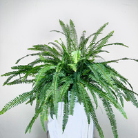 Paproć Kimberly Queen P22 wisząca XXL