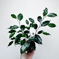 Ficus benjamina Danielle Fikus P9