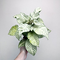 Aphelandra squarrosa White Wash Afelandra P12