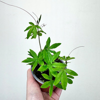 Męczennica błękitna Passiflora caerulea