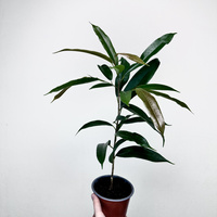 Ficus Amstel King Fikus binnendijkii P13