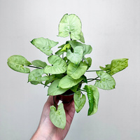 Syngonium Silver Pearl Zroślicha P9