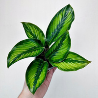 Calathea Beauty Star Kalatea