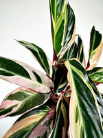 Stromanthe sanguinea Triostar P11