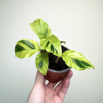 Calathea Yellow Fusion Kalatea P9