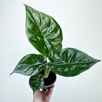 Alokazja Alocasia Wentii