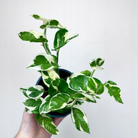Epipremnum N'Joy P12