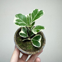 Fikus triangularis Sweetheart Ficus P9