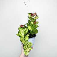 Hoya Australis Lisa Hoja P19 wisząca