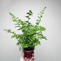 Paproć Nephrolepis biserrata Fishtail P9