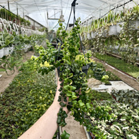 Aeschynanthus Rasta Eszynanthus P15 wisząca