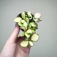 Hoya heuschkeliana Variegata Hoja P6