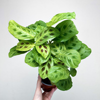 Maranta Light Veins P12