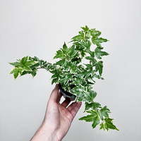 Hedera helix White Ripple bluszcz P9