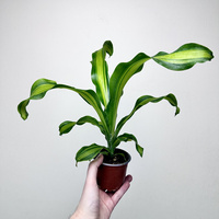 Dracaena Fragrans Charley Dracena Wonna P9