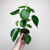 Peperomia polybotrya Raindrop P9