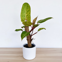 Philodendron Painted Lady Filodendron P14 na paliku